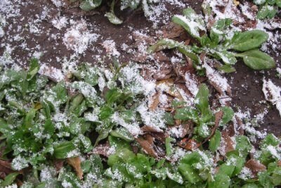 snow-7701543