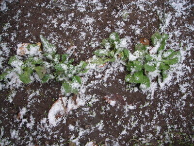 snow2-7064694